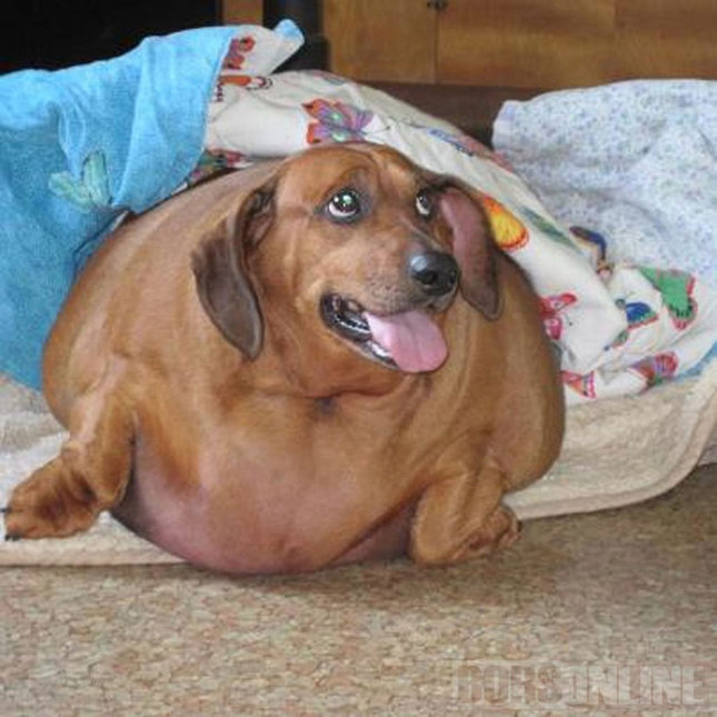 Bravúros kutyadiéta: 23 kilót fogyott a tacskó