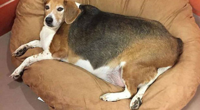 túlsúlyos beagle lefogy)