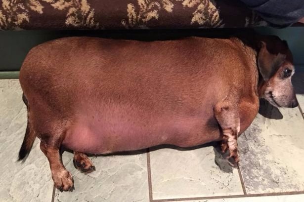 Elhízott tacskó fogyás, Kutyadiéta: így fogyaszthatod le a túlsúlyos kutyádat