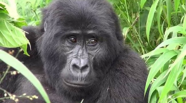 Gorilla pénisz hossza, Nemi szelekció – Wikipédia