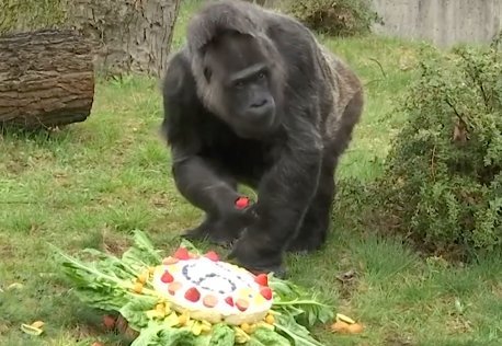 gorilla pénisz mérete