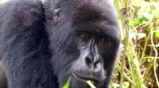 gorilla pénisz mérete
