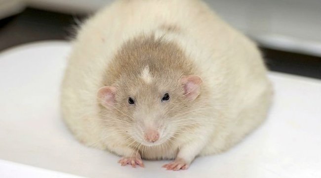 Teknős fogyás - Súlycsökkenés elhízott patkányok