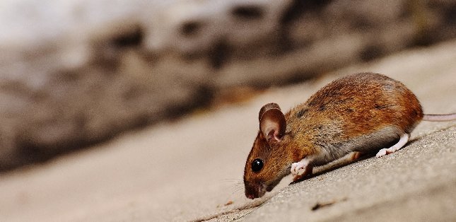 Férje péniszébe harapott egy nő, mert nem akart megfogni egy patkányt