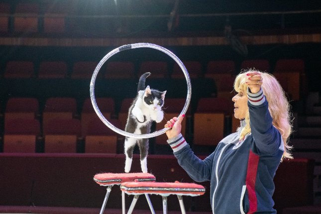 Menhelyi élet helyett cirkuszban lépnek fel Fatime cicái | BorsOnline