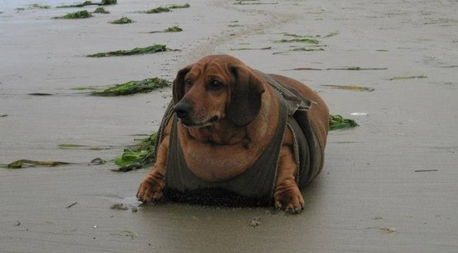 Fogyás elhízott kutyáknál